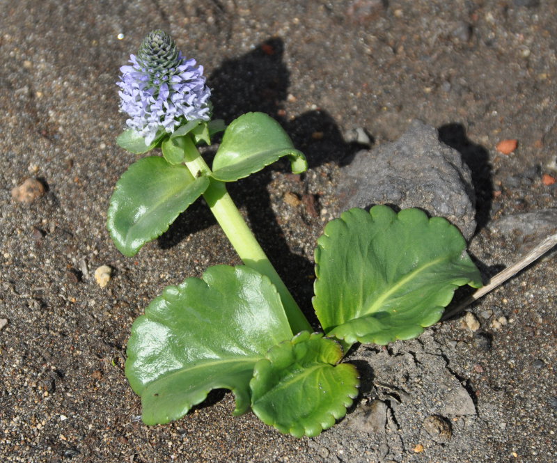 Изображение особи Lagotis glauca.