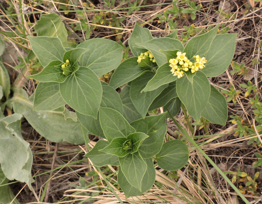 Image of Vincetoxicum hirundinaria specimen.