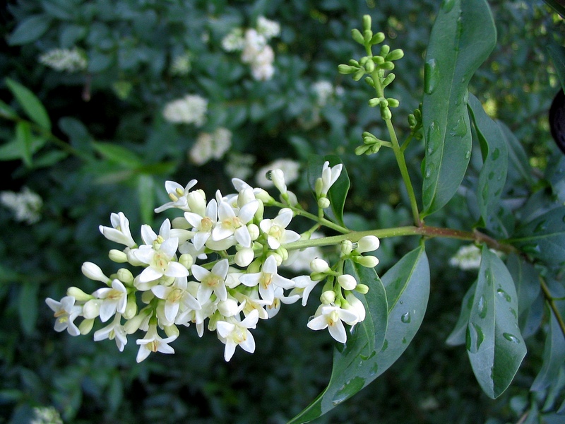 Image of Ligustrum vulgare specimen.