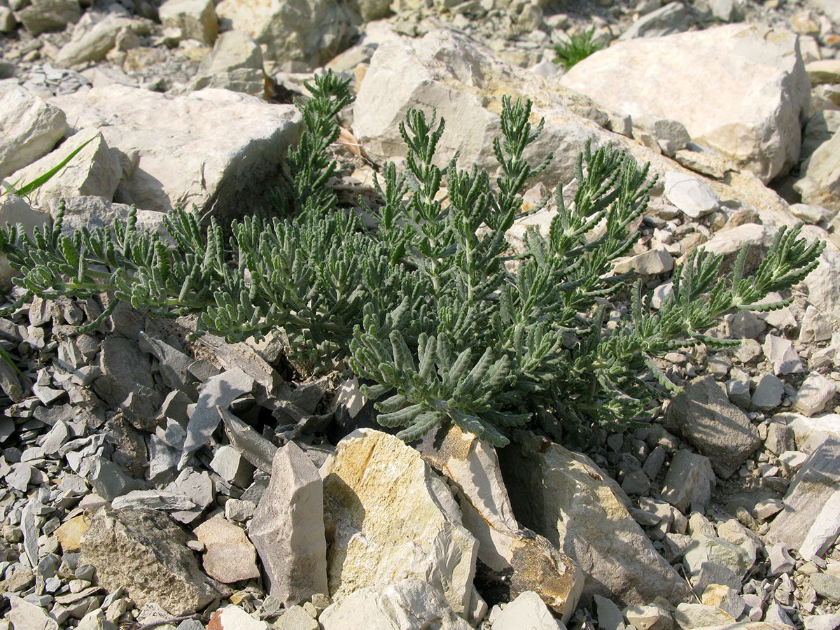 Изображение особи Teucrium capitatum.