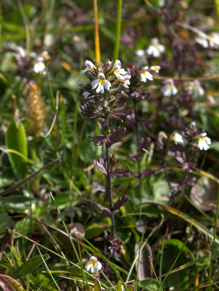 Изображение особи Euphrasia amblyodonta.