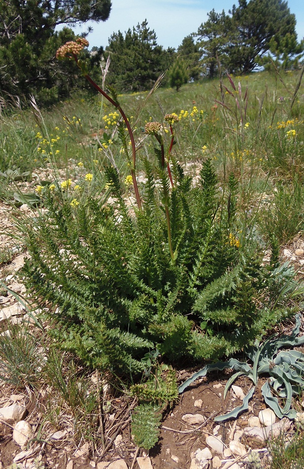 Image of Filipendula vulgaris specimen.