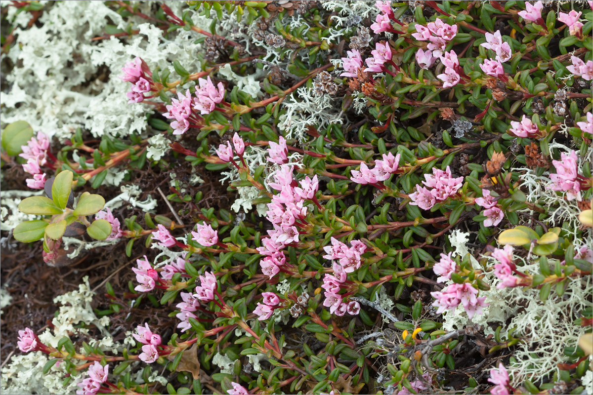 Изображение особи Loiseleuria procumbens.