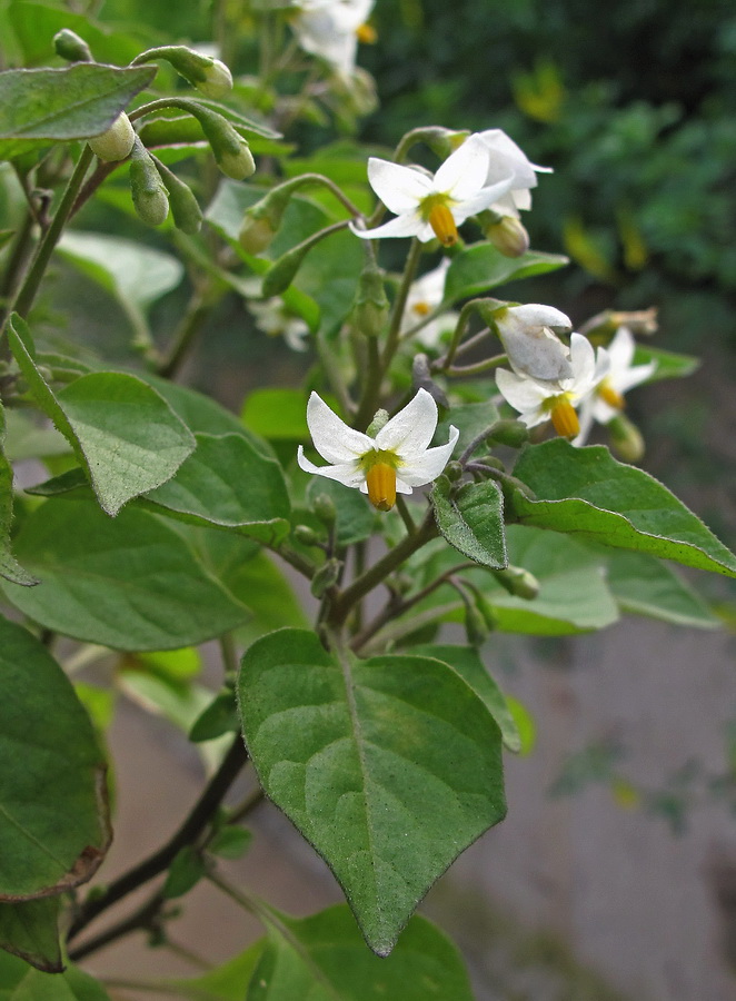 Image of genus Solanum specimen.