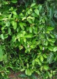 Tetracera indica