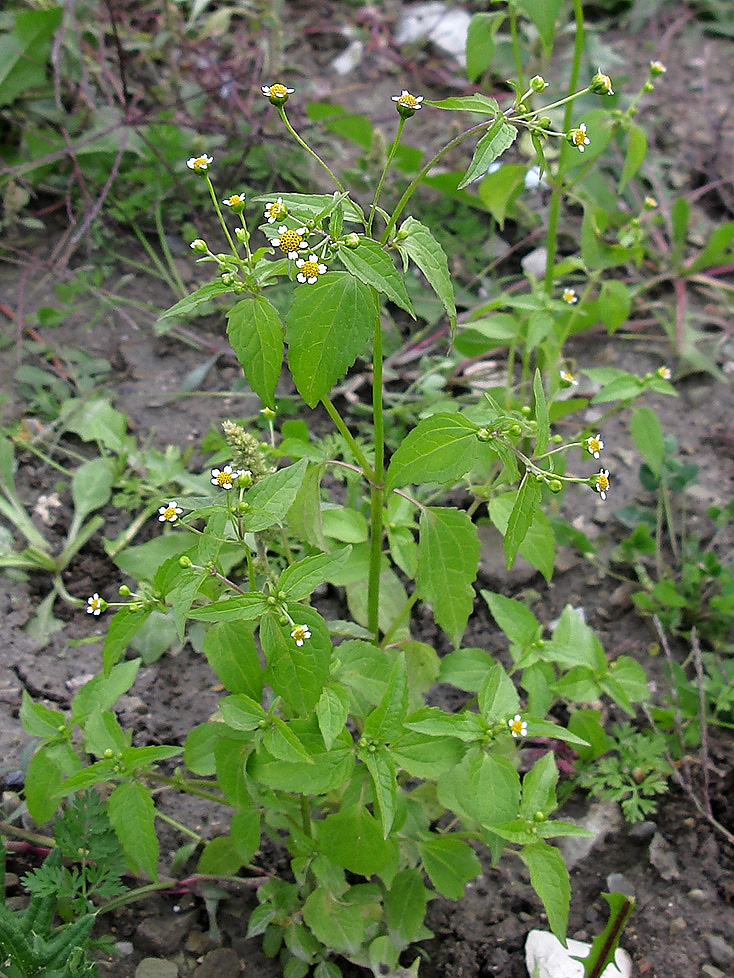 Image of Galinsoga parviflora specimen.