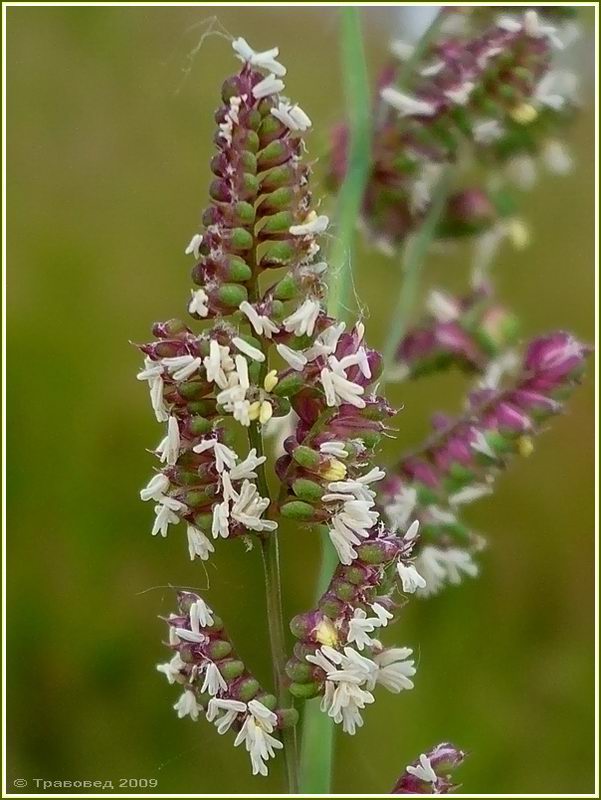 Beckmannia eruciformis - Изображение особи - Плантариум