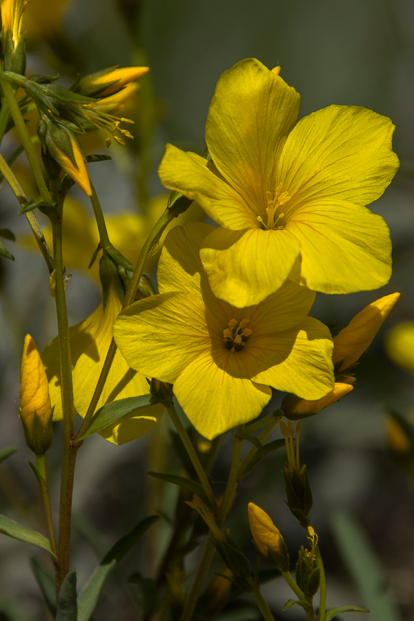 Изображение особи Linum uralense.