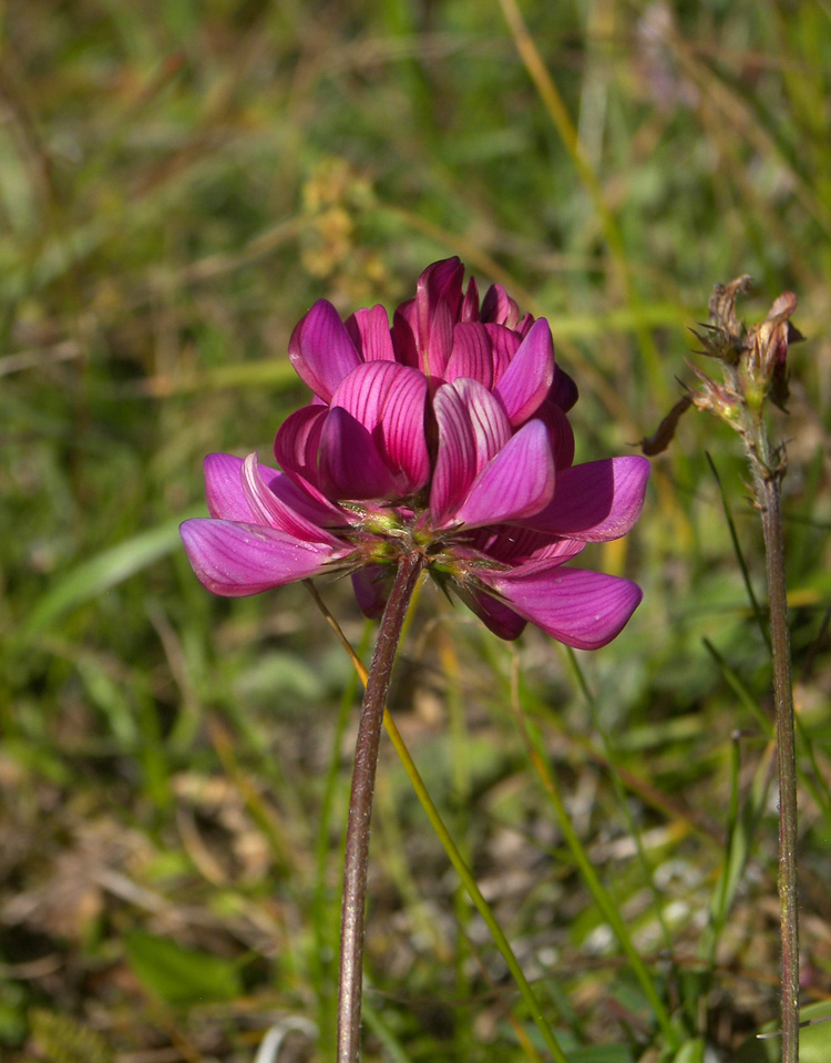 Image of Onobrychis oxytropoides specimen.