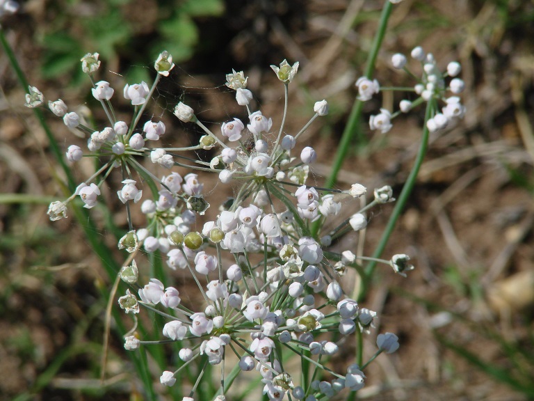 Изображение особи Allium anisopodium.