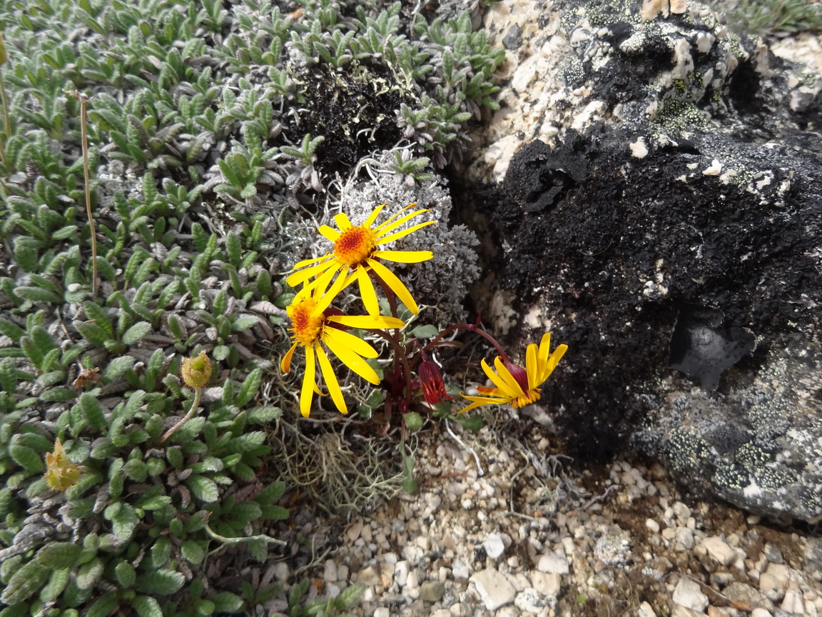 Изображение особи Tephroseris heterophylla.