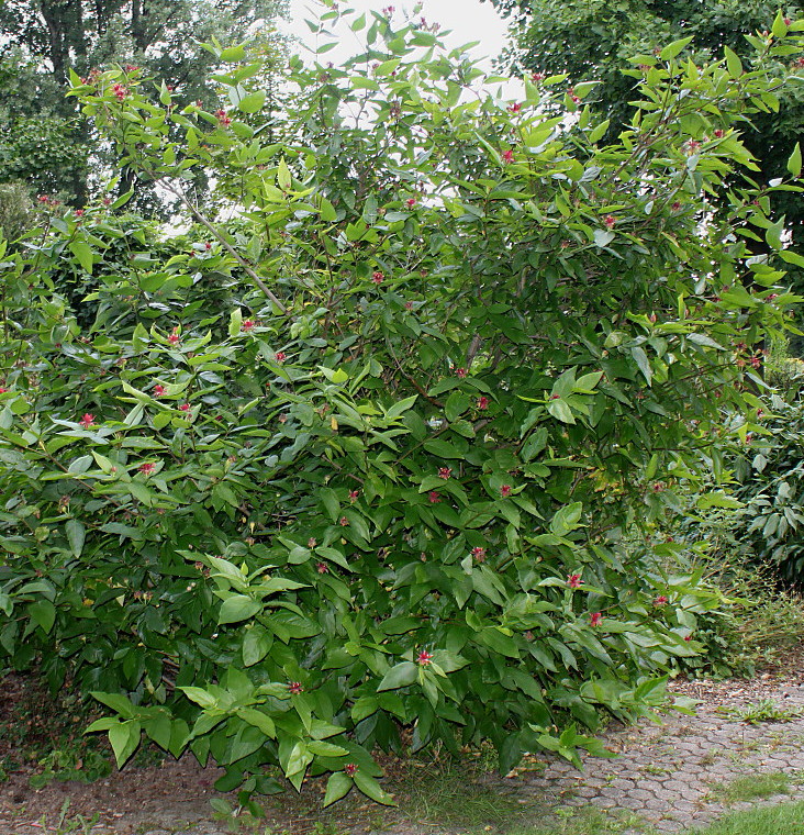 Image of Calycanthus floridus var. glaucus specimen.