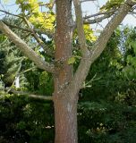 Quercus dentata. Верхняя часть ствола и скелетные ветви. Германия, г. Дюссельдорф, Ботанический сад университета. 04.09.2013.