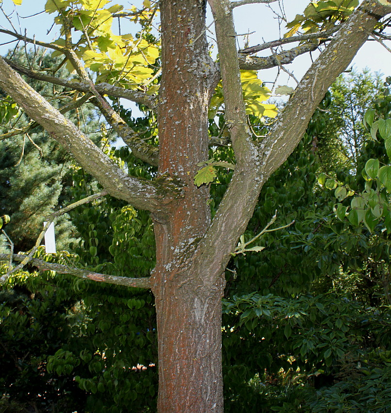 Изображение особи Quercus dentata.