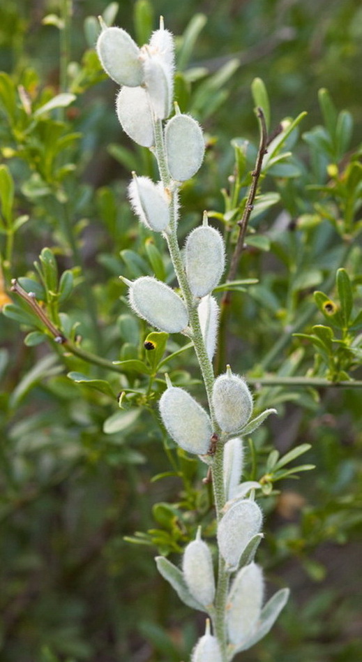 Изображение особи Fibigia eriocarpa.