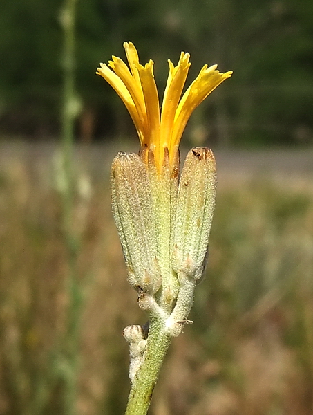 Image of Chondrilla latifolia specimen.