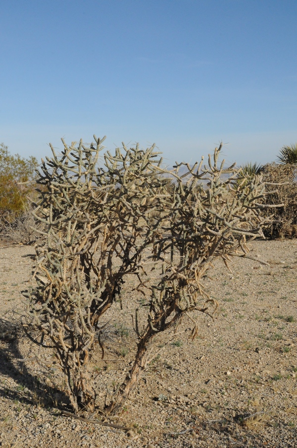 Image of Cylindropuntia ramosissima specimen.