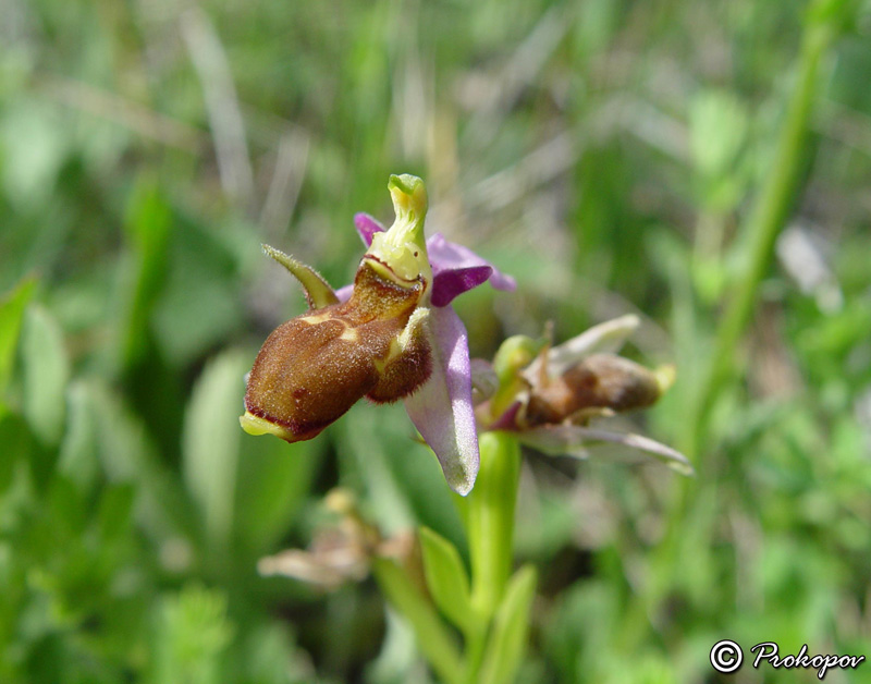 Изображение особи Ophrys oestrifera.