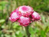 Antennaria dioica. Распускающиеся тычиночные соцветия. Украина, Ивано-Франковская обл., Верховинский р-н, окр. села Дземброня, на послелесном горном лугу. 4 июня 2009 г.