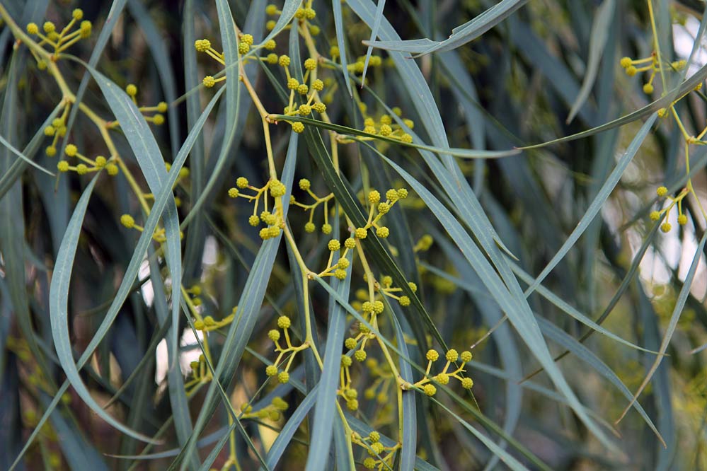 Image of Acacia saligna specimen.