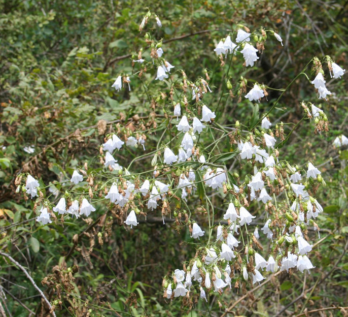 Изображение особи Adenophora liliifolia.