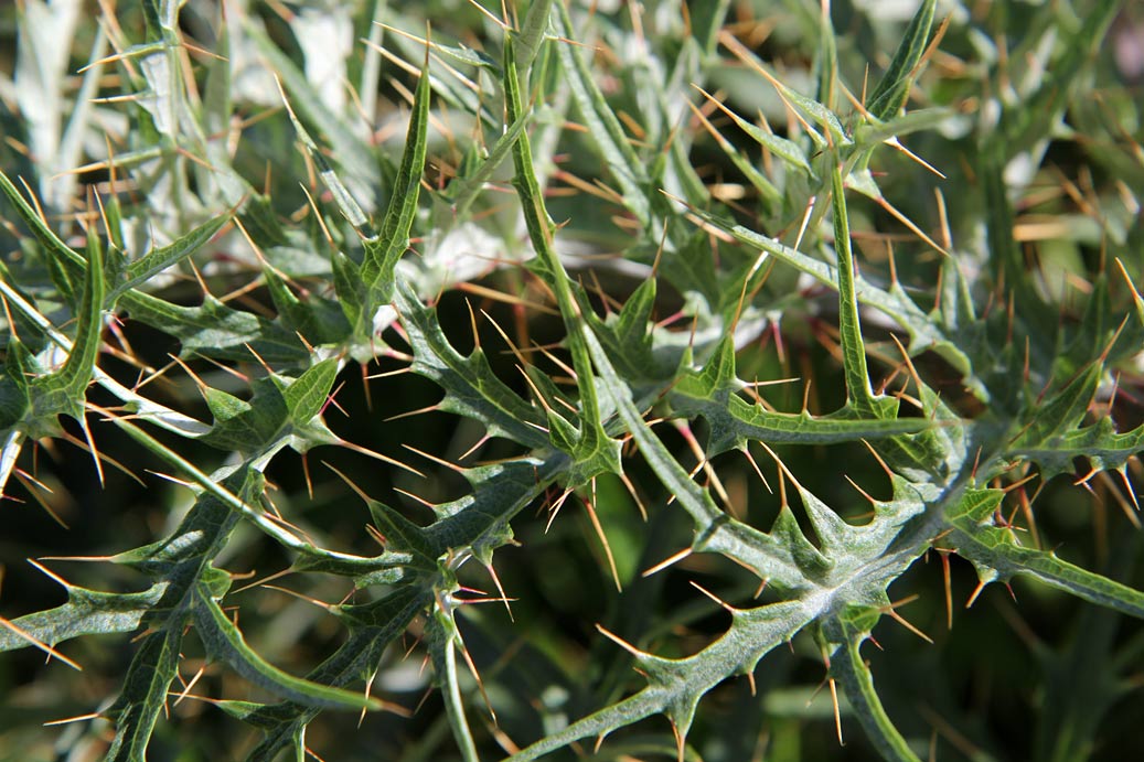 Изображение особи Cynara cardunculus.