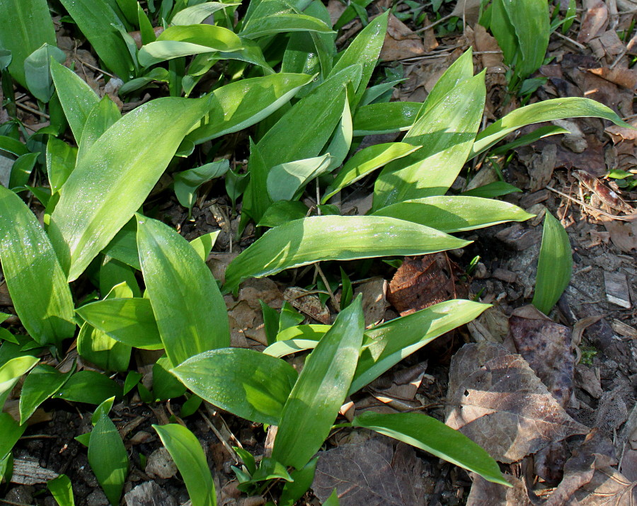 Изображение особи Allium ursinum.