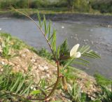 Vicia biebersteinii