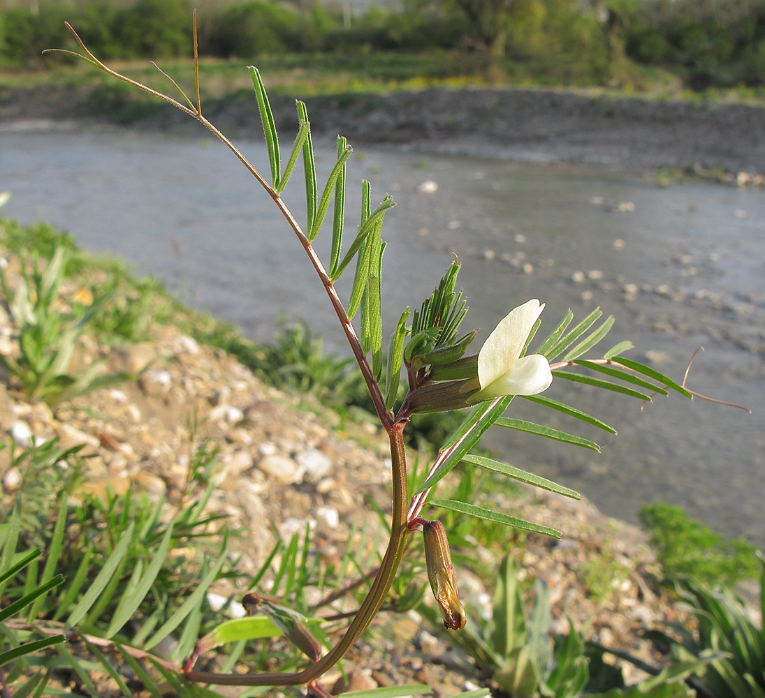 Изображение особи Vicia biebersteinii.