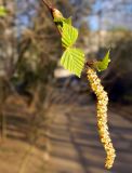 Betula pendula. Веточка с молодыми листьями и мужским соцветием. Подмосковье, г. Одинцово, придомовые посадки. Апрель 2014 г.