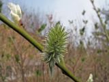 Salix caprea