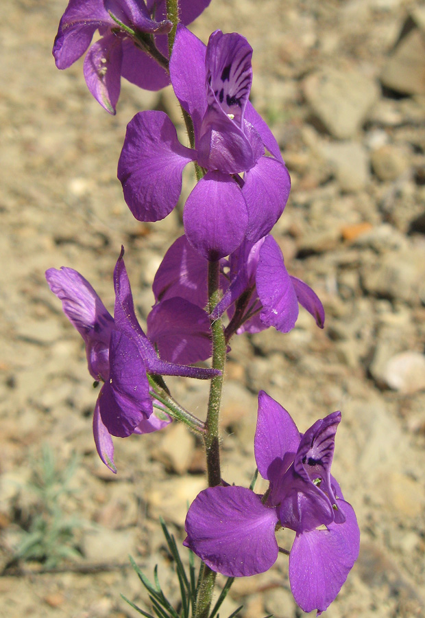 Image of Delphinium hispanicum specimen.