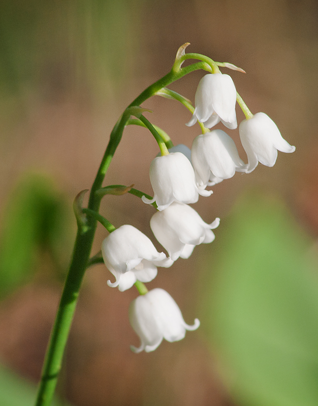 Изображение особи Convallaria majalis.