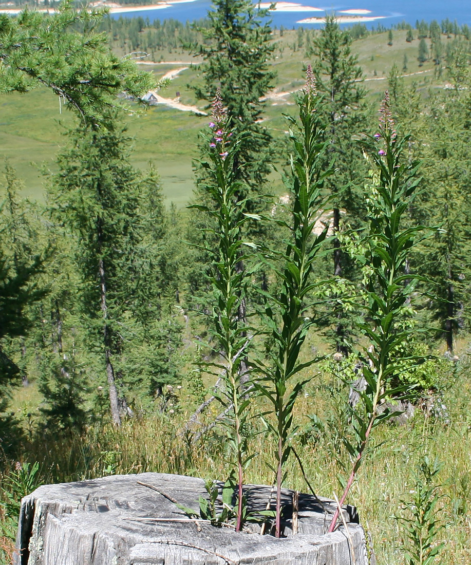 Image of Chamaenerion angustifolium specimen.