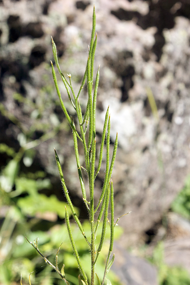 Изображение особи Parrya mollissima.