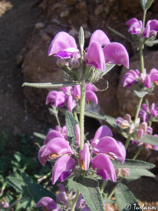 Image of Phlomis taurica specimen.