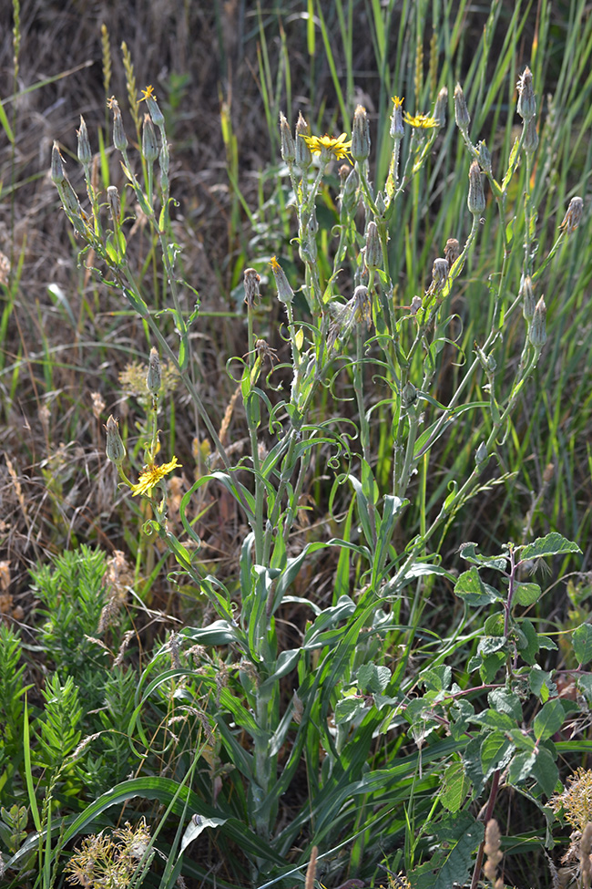 Изображение особи Tragopogon dasyrhynchus.