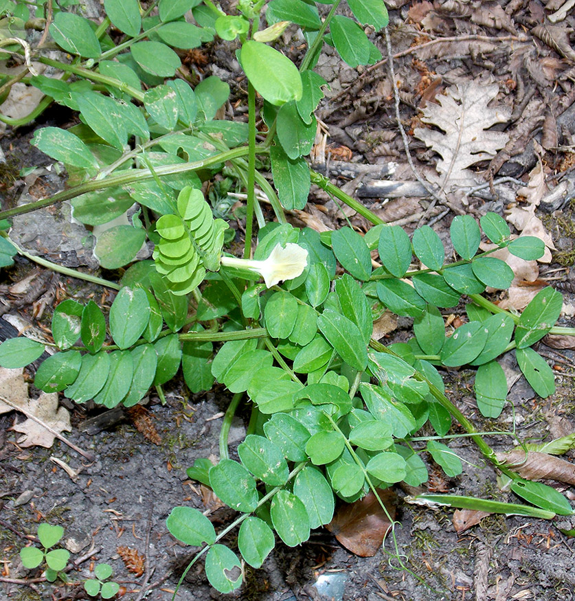 Изображение особи Vicia grandiflora.