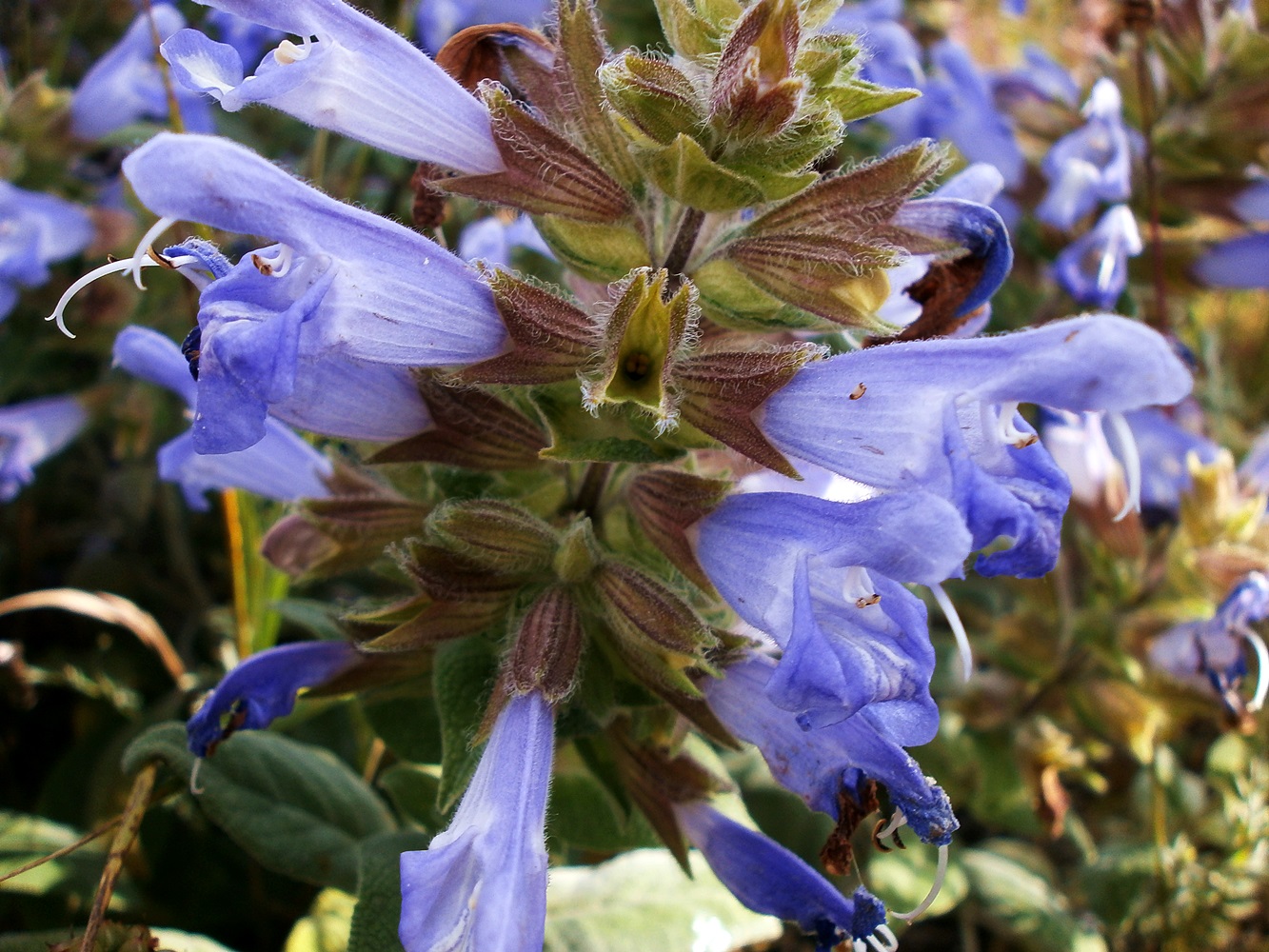 Изображение особи Salvia tomentosa.