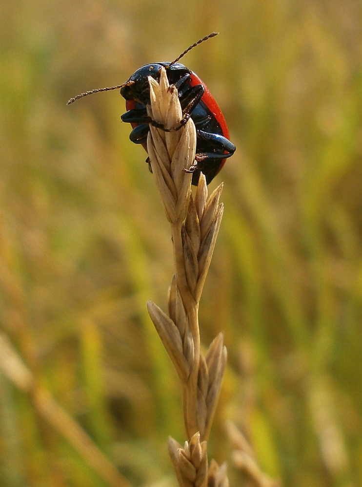 Изображение особи Elytrigia trichophora.