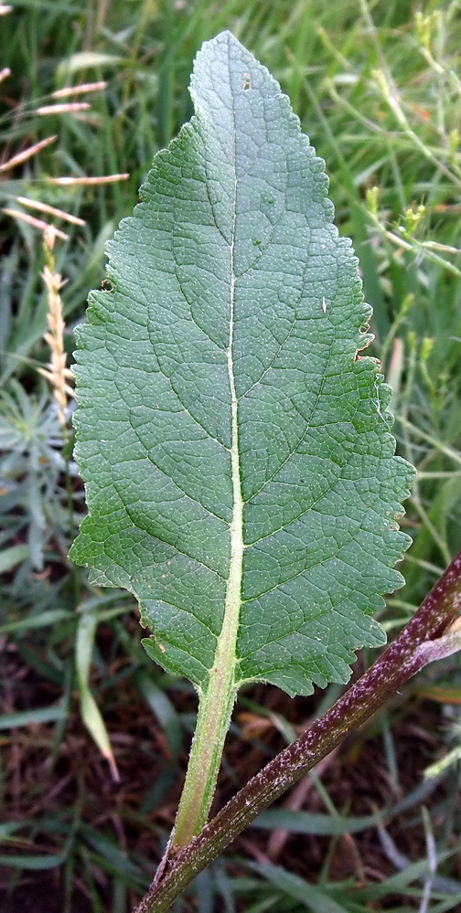 Изображение особи Verbascum marschallianum.