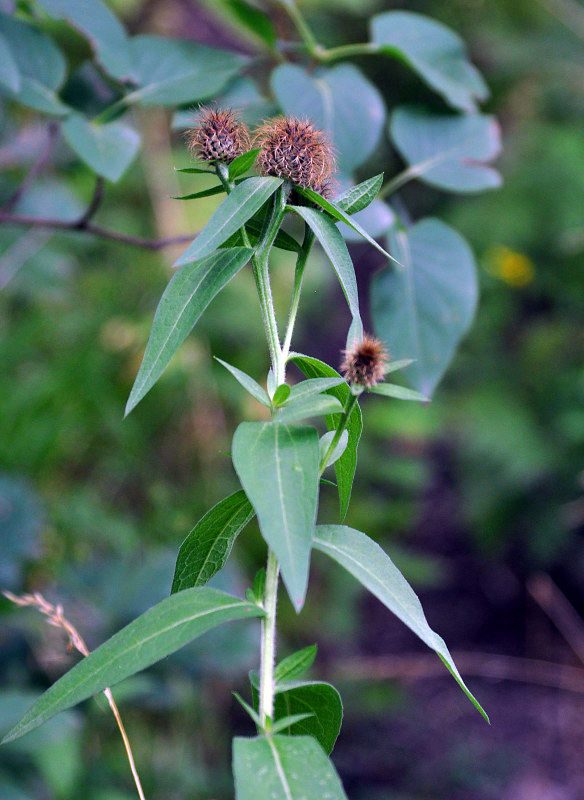 Изображение особи Centaurea alutacea.