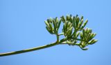 Agave americana