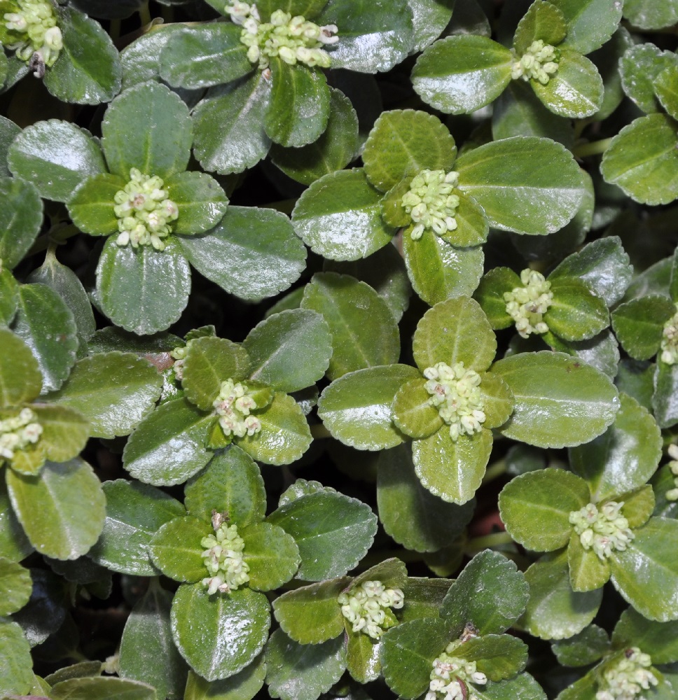 Image of Pilea depressa specimen.