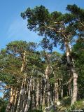 Pinus sylvestris. Сосновый лес. Крымский природный заповедник, северо-восточный склон Бабуган-Яйлы. 18.07.2009.
