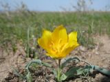 Tulipa ostrowskiana