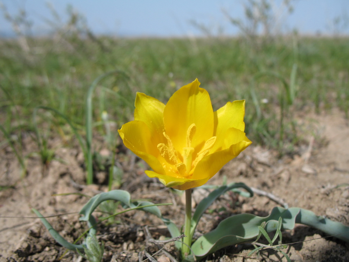 Изображение особи Tulipa ostrowskiana.