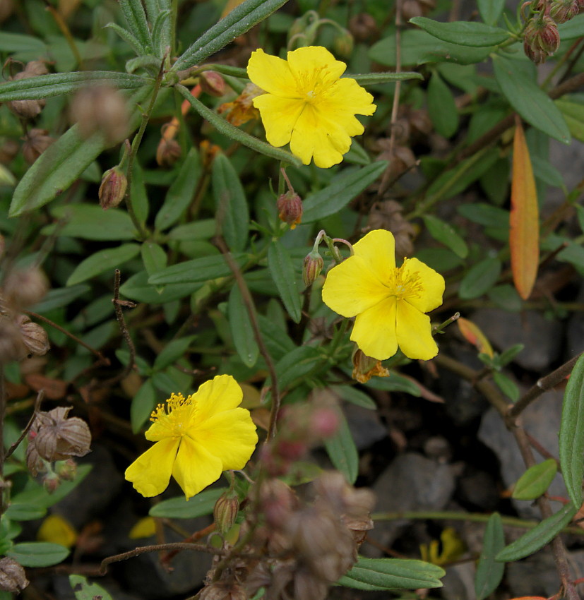 Image of Helianthemum grandiflorum specimen.