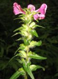 Pedicularis resupinata. Соцветие. Томская обл., окр. г. Томск. 03.08.2009.