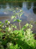 Mentha longifolia. Верхушка растения с соцветиями. Удмуртия, г. Ижевск, пос. Воложка, берег пруда. 02.08.2009.